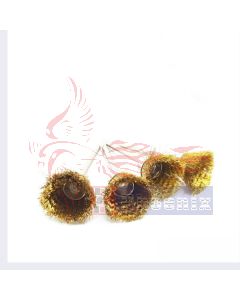 แปรงทองเหลือง"ถ้วย"แกน3mm.โต13-25mm.